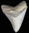 Serrated Megalodon Tooth - Georgia #39926-1